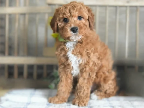 Cavapoo MBJpets