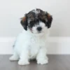 Netty MBJpets