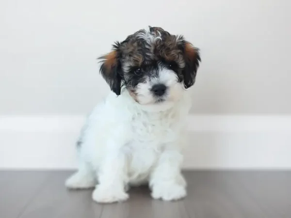 Netty MBJpets