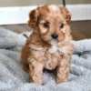 Cavapoo MBJpet