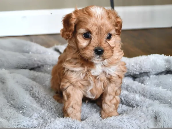 Cavapoo MBJpet