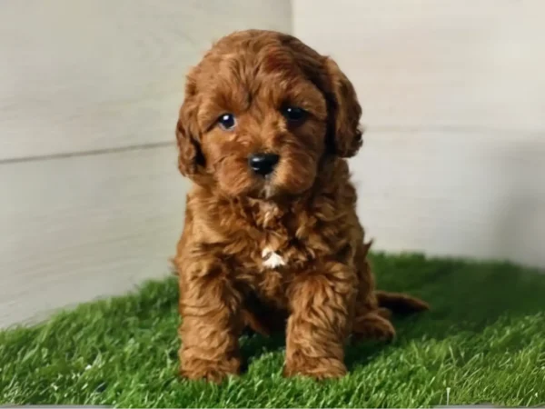 Maenie MBJpets